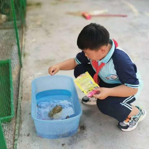 热爱动物 感悟生命的神奇——范县第三小学五三班乌龟饲养记