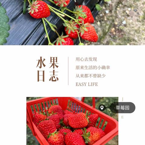 东山中心小学一（4）班2021学年第二学期“假日小队”活动-摘草莓，植树，聚餐。