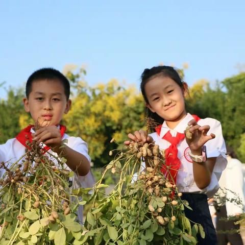 列子小学开展种植园收花生实践活动