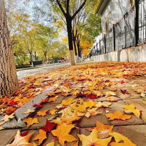 “捡落叶🍂找秋天”南关区实验幼儿园——保利溪湖林语分园捡树叶活动