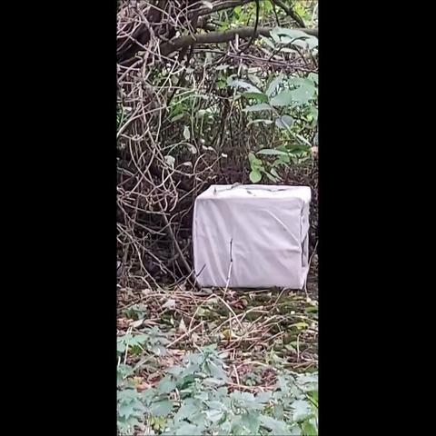 与小浪浪们的偶遇－－2023年10月26日：把做好的小窝放上山