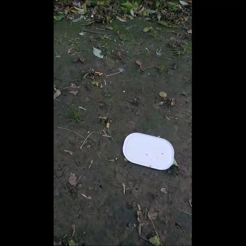 与小浪浪们的偶遇－－2023年10月29日：四只小猫只剩下一只