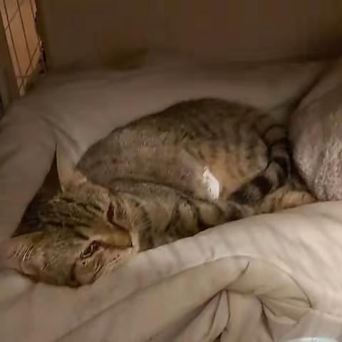 与小浪浪们的偶遇－－2023年12月7日：崽崽终于有家啦