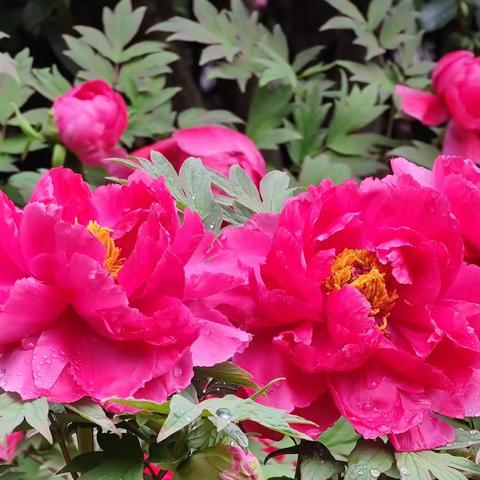 幕燕牡丹甲金陵