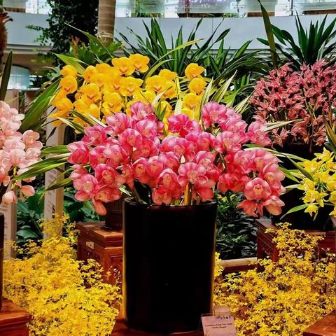 中山植物园兰花幽香