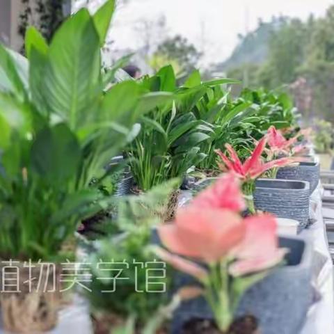 杭州银行温州分行“烂漫春天 绿意盎然”三八女神节盆栽diy活动