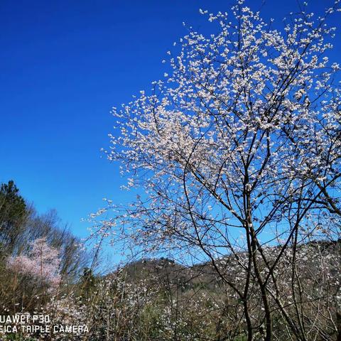 林壑尤美，蔚然深秀----素山寺国家森林公园徒步穿越