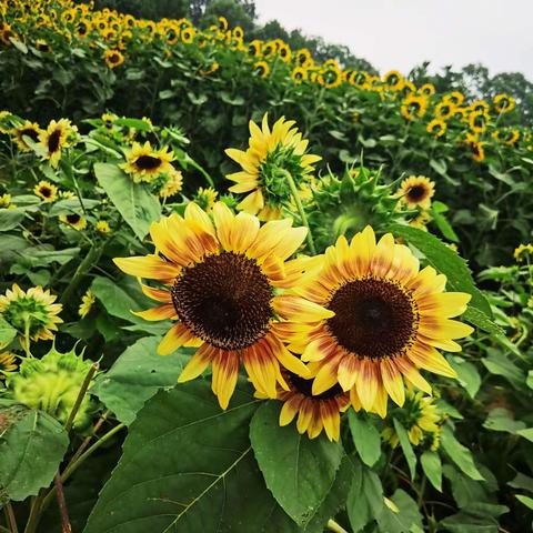 向日葵🌻花海