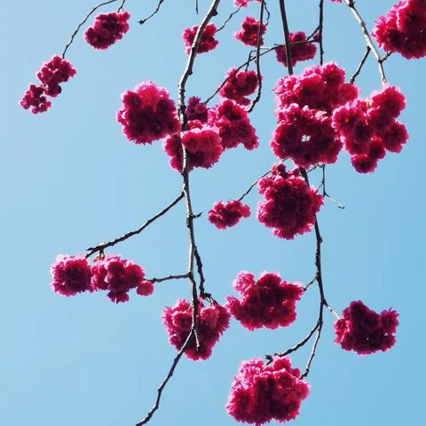 陌上花开，可缓缓归矣