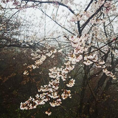 云雾葛仙山，水墨野山樱，晶莹漫春花