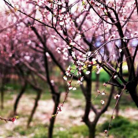 三月，春暖花开，万木吐绿，在这美好的季节里，我等你来看……