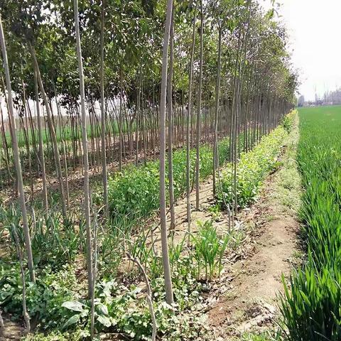 愿亲抓住植树的好时机， 共建美好的绿色家园……