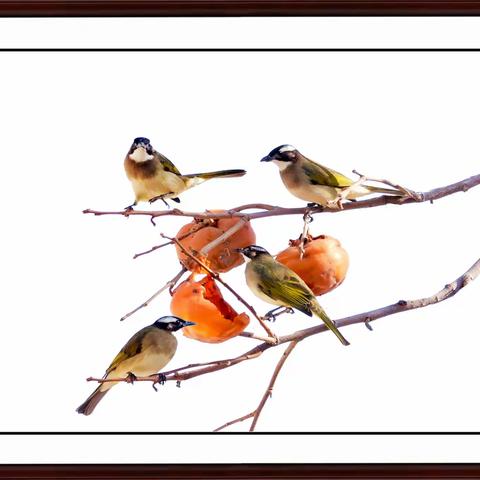 柿子红了鸟儿欢