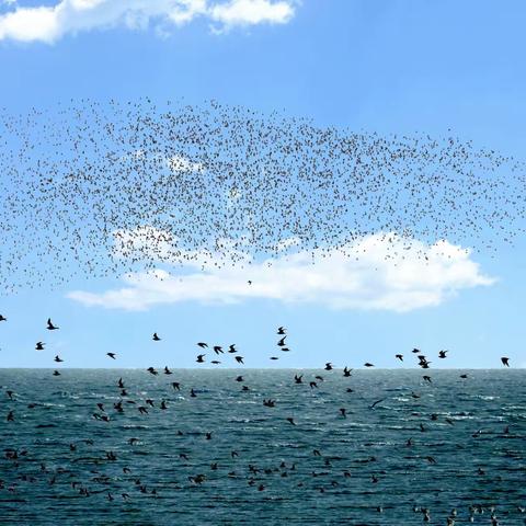 营口鸟浪奇观续篇