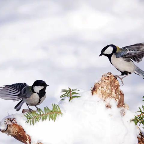 冬日里的大山雀