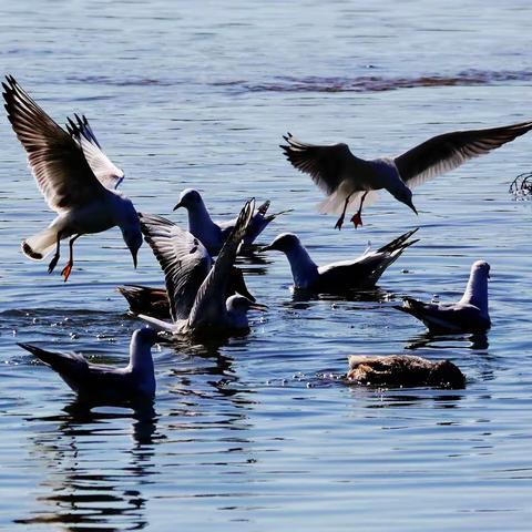 碧水鸥歌舞蹁跹