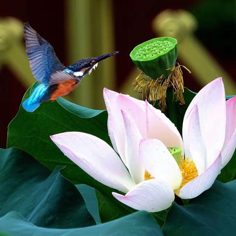 翠鸟的精彩瞬间--集锦