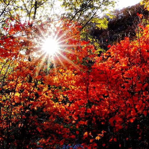 秋色斑斓叶正红  秋风秋水秋韵浓