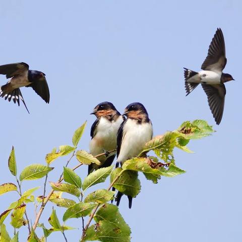 秋歌燕舞姿翩跹