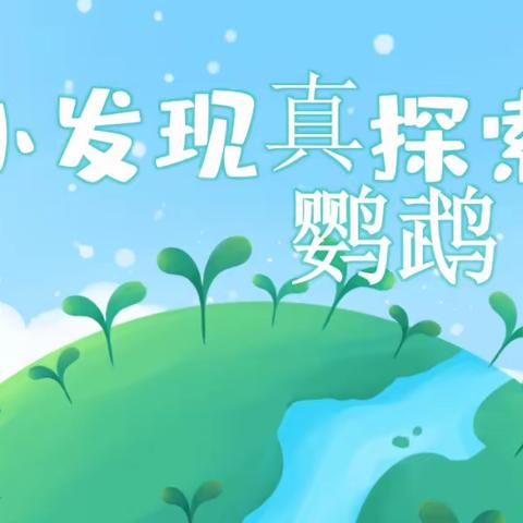 有“鹦”自远方来，不亦乐乎【银海立达幼儿园】