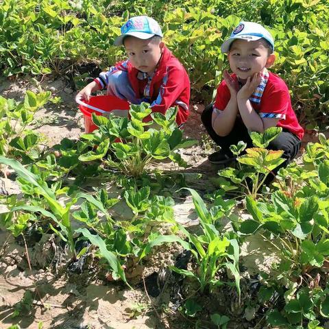 走进夏天，亲近自然      ——莱克幼儿园中一班采摘草莓🍓