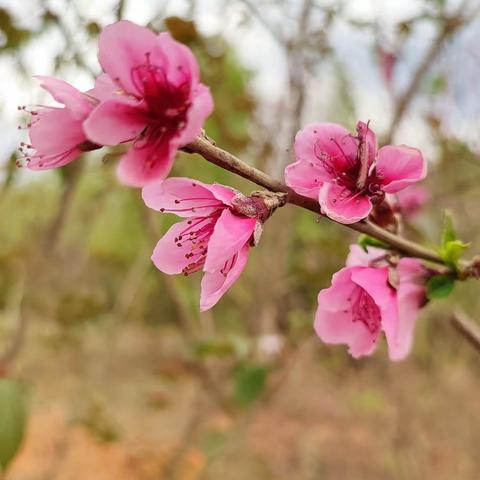 禄丰罗茨温泉果园，百花盛开。桃花红，梨花白，随拍记之。     （摄于2023年3月20日）