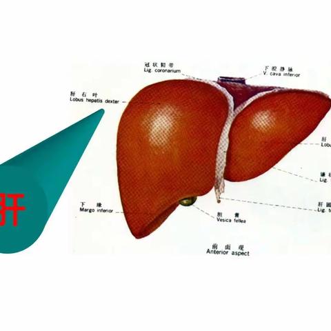 今日复习肝脏
