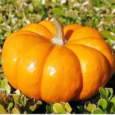 趣探南瓜乐🎃——小三班❤️