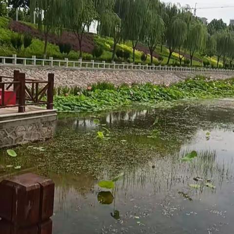 7月的古韩南湖，荷塘月色，莲花盛开，江南美景移太行