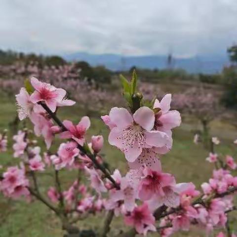 三月桃花情