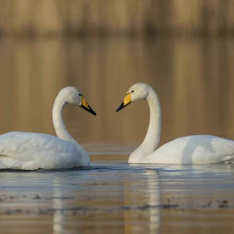 春风十里不如你，三里桃花不及卿