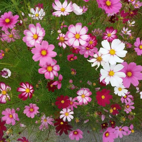 红尘有梦岁月有情