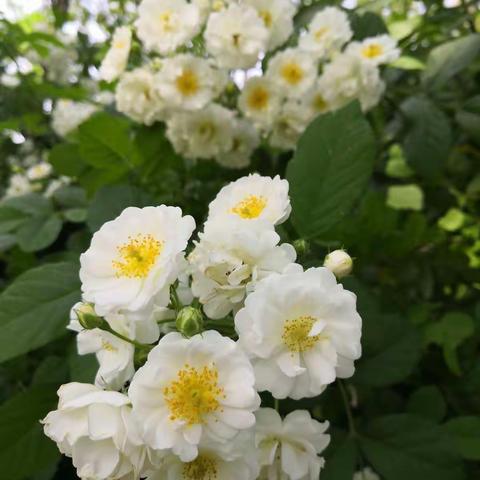 夏天开始了，花花还开得艳