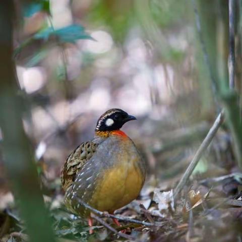 2022年新拍鸟种纪实