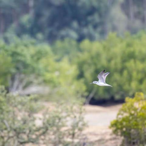 2023年的那些拍鸟往事