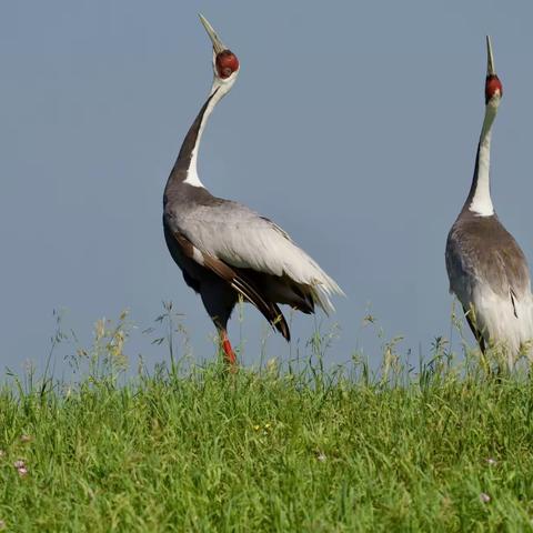 2020，我的观鸟大年