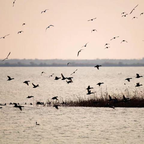 东营黄河口湿地拍鸟