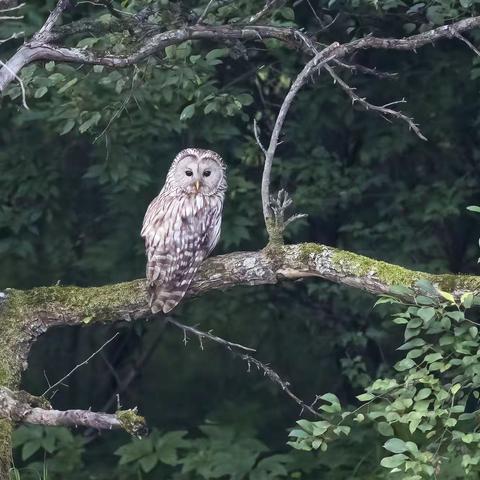 黑龙江伊春长尾林鸮