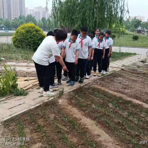 播种希望，收获成长——日上小学三年级组“东篱园”种植园播种篇