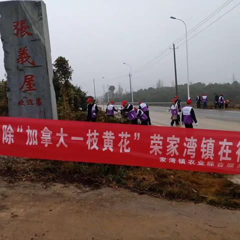 “铲除加拿大一支花”    牛皋村在行动，一群最平凡的人，做着最感动的事。