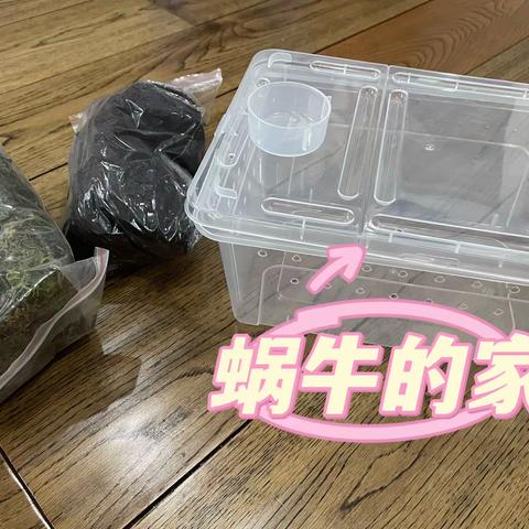 我的小蜗牛