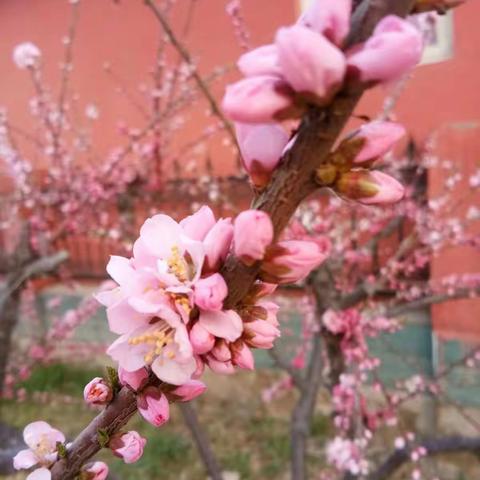 一组春景供养大家。