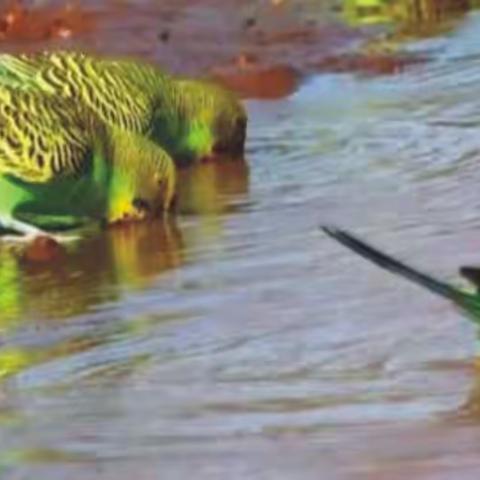 虎皮鹦鹉的饲养记