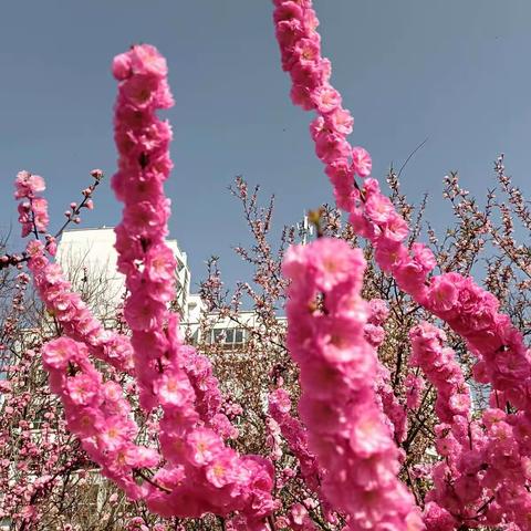 停课不停学，齐心共抗疫