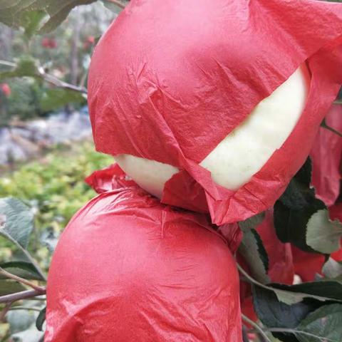 话说微生物菌剂