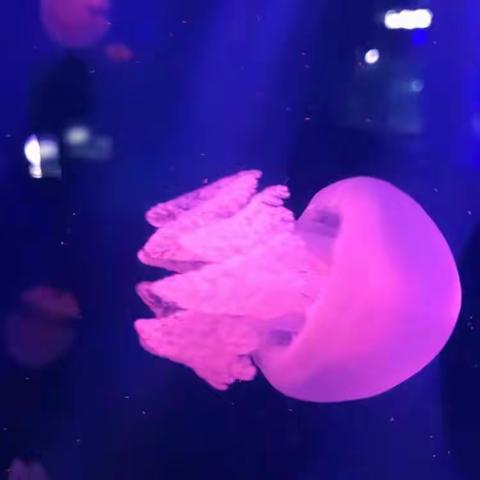海洋馆探索发现之旅（副本）