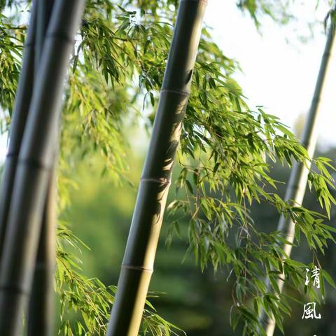清风竹影