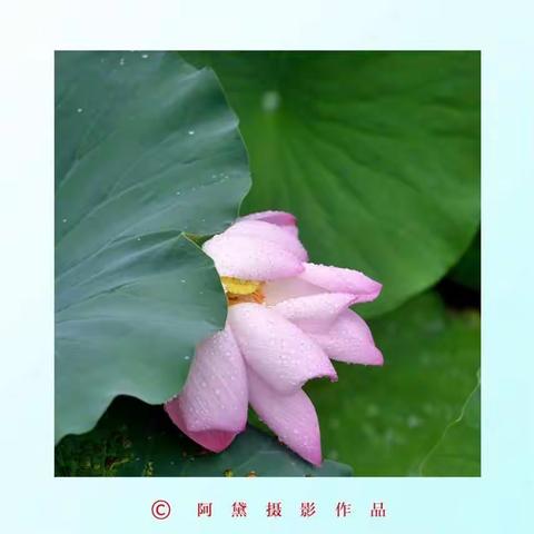 荷风送香气