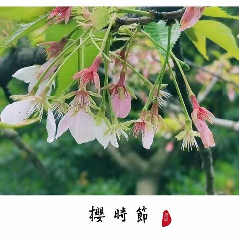 落樱时节