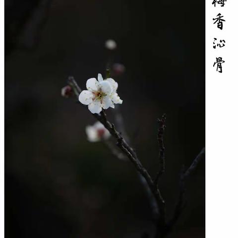 梅香沁骨